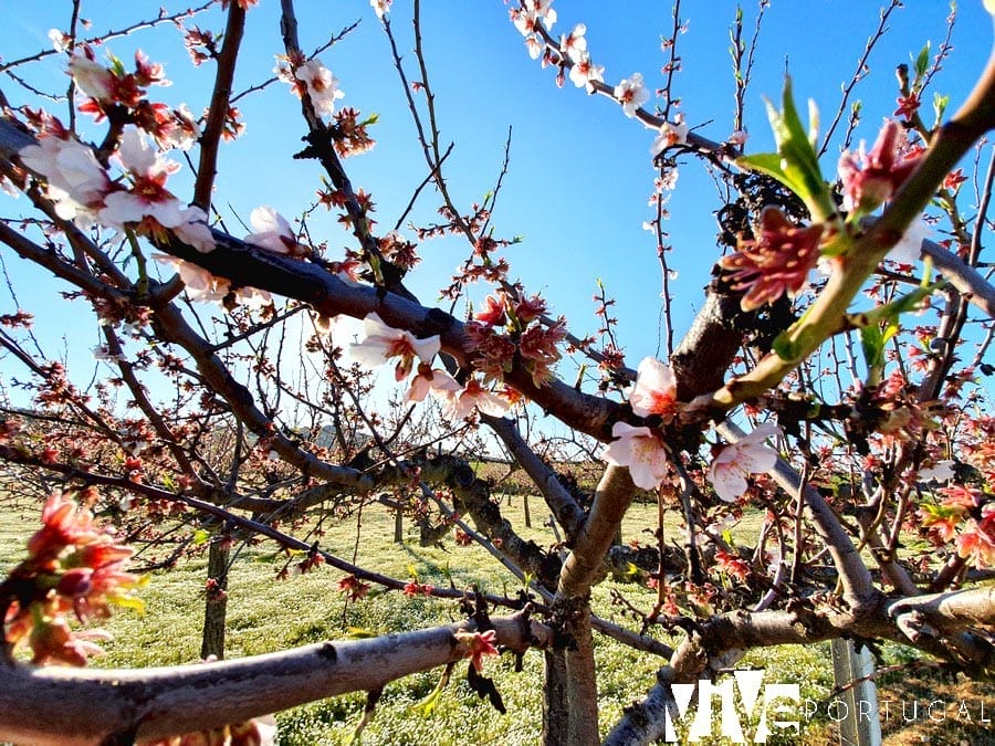 Almendros en flor en Figueira de Castelo Rodrigo