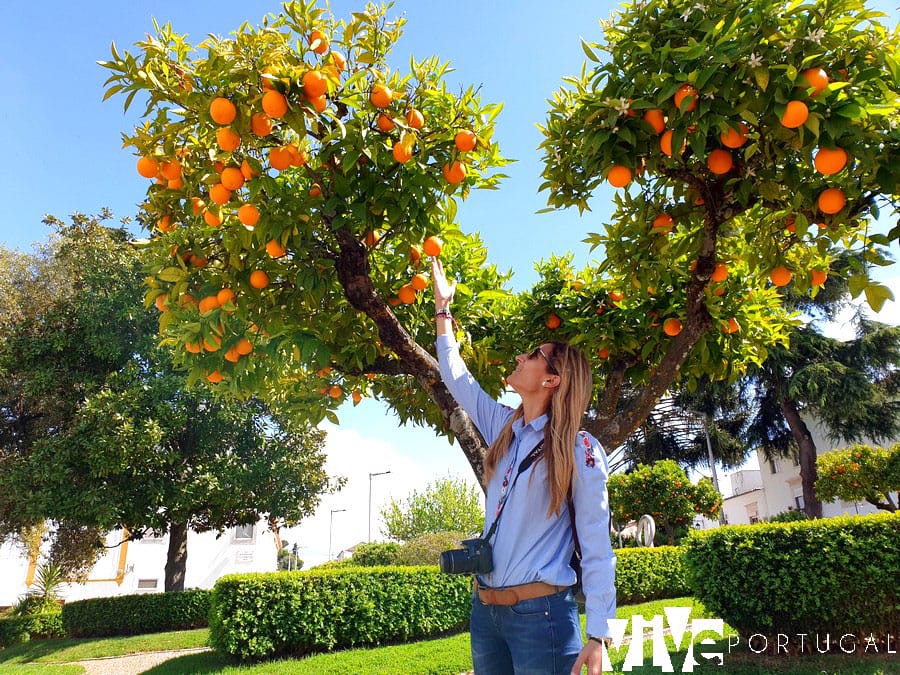Naranjos en Vila Viçosa
