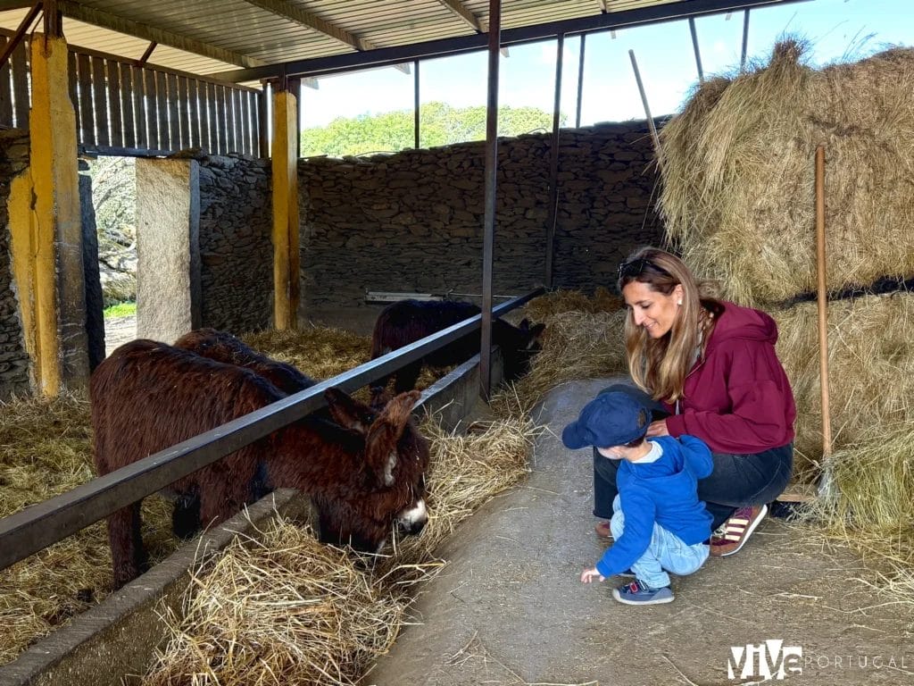 Centro de Valorização do Burro de Miranda (CVBM)