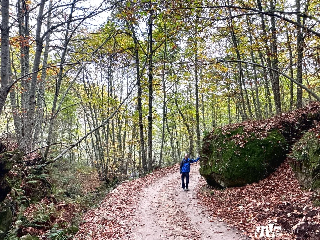 Paisaje de robles y castaños en el tramo del sendero