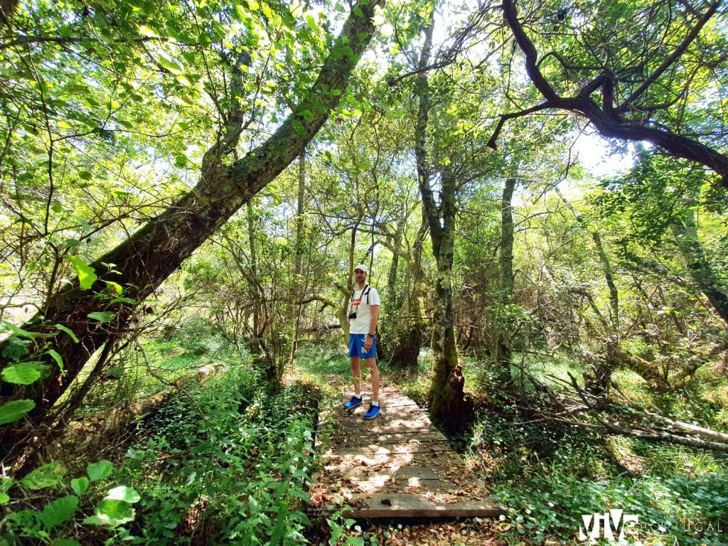 Vegetación de las zonas más húmedas del bosque