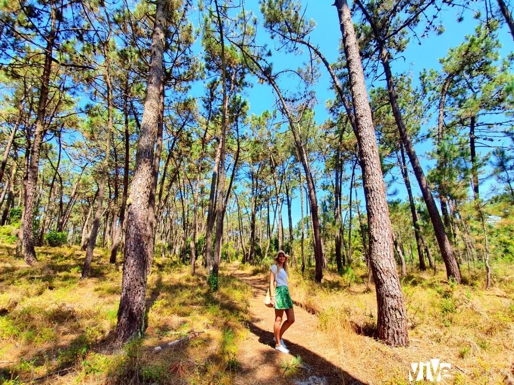 Bosque de pinos de São Jacinto