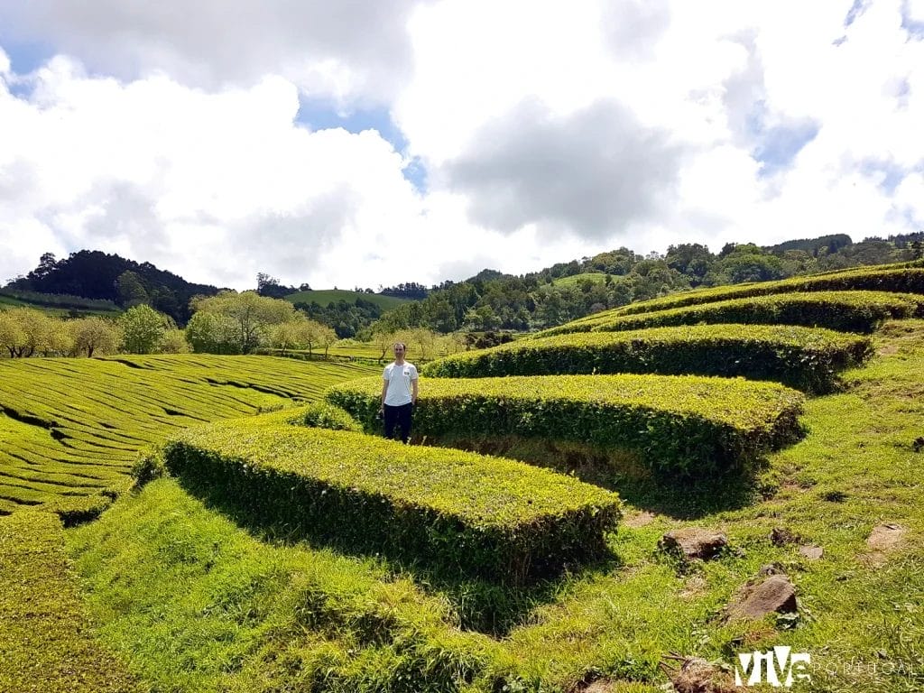 Campos de té de São Miguel