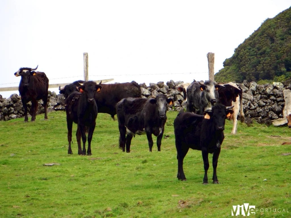 Ganadería de bravo en la isla de Terceira