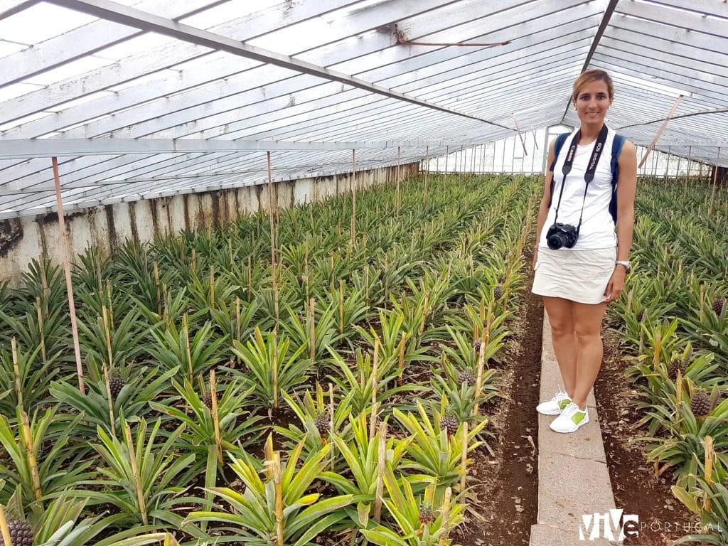 Plantación de piñas Arruda