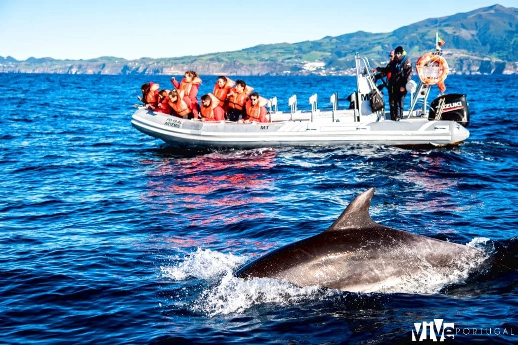 Avistamiento de un delfín en la isla de São Miguel