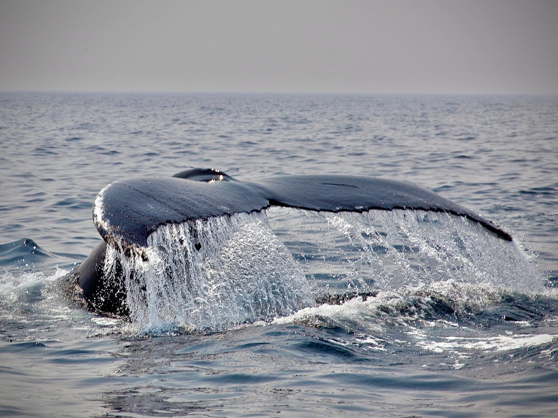 ver ballenas en azores