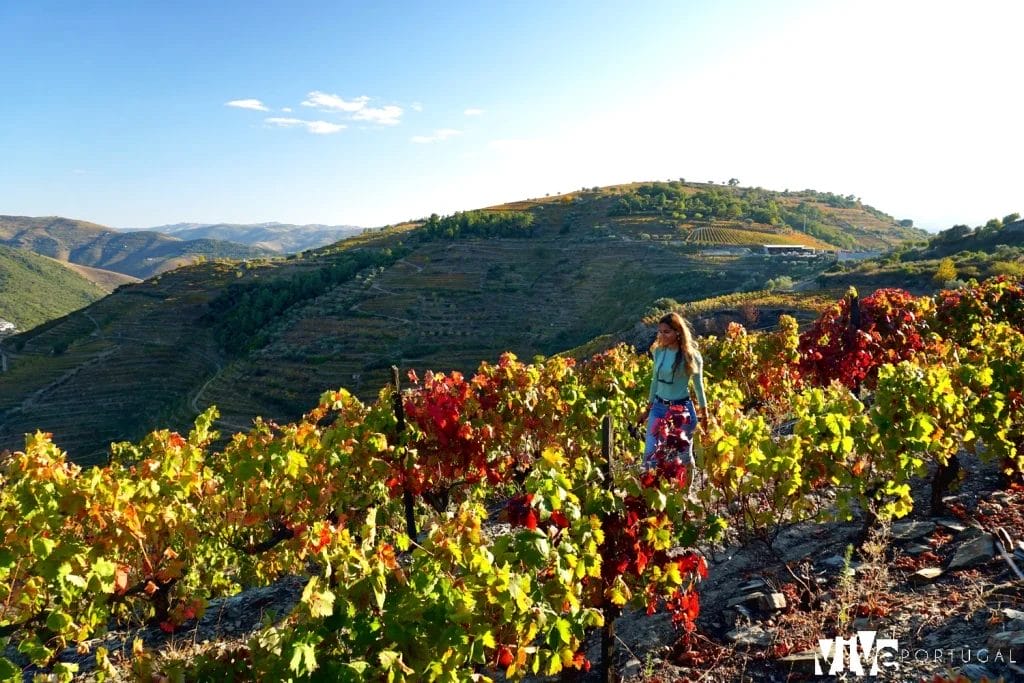 Paisaje del Douro Vinhateiro en otoño