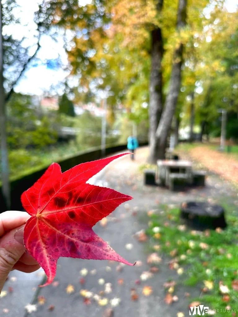 Otoño en Vila Real, en el Douro Vinhateiro